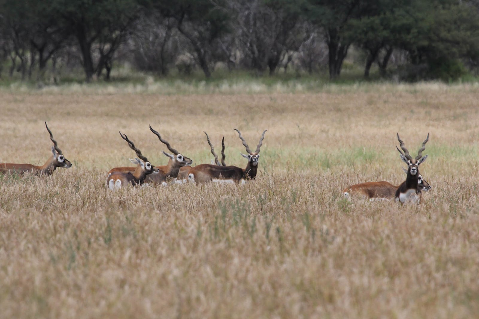 antelope 5