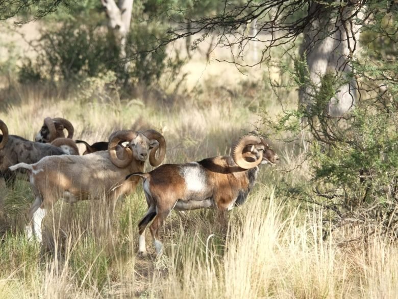 mouflon